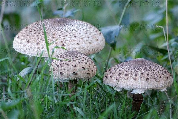 Parasol mushroom