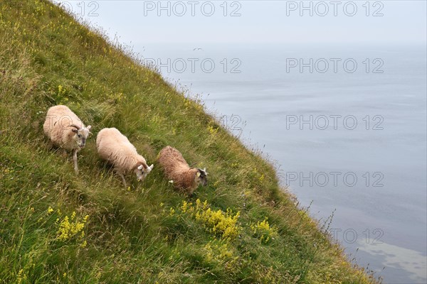 Domestic sheep