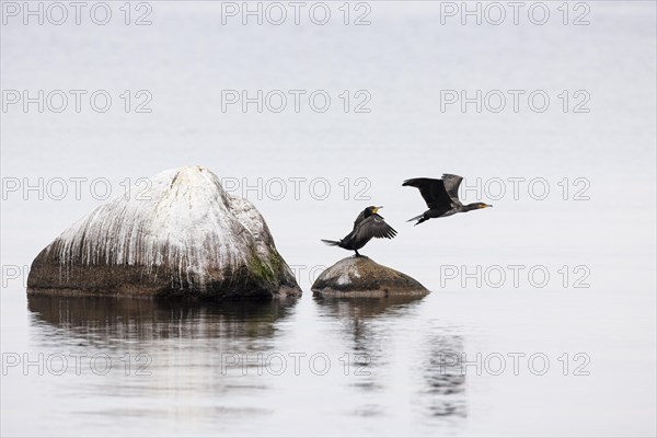 Great cormorant