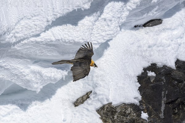 Bearded vulture