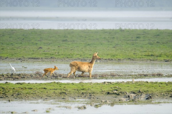 Female Swamp Deer with her baby