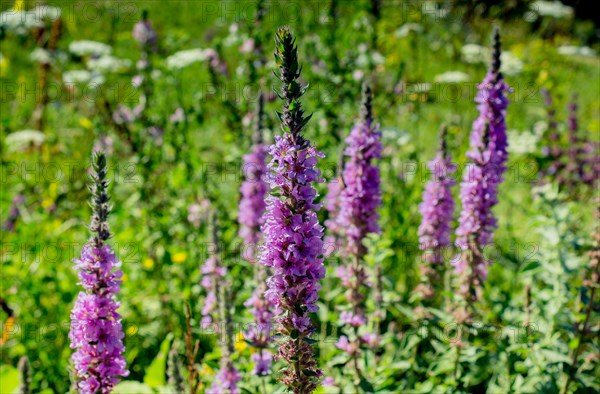 Blooming beautiful colorful wild flowers in Artvin highland