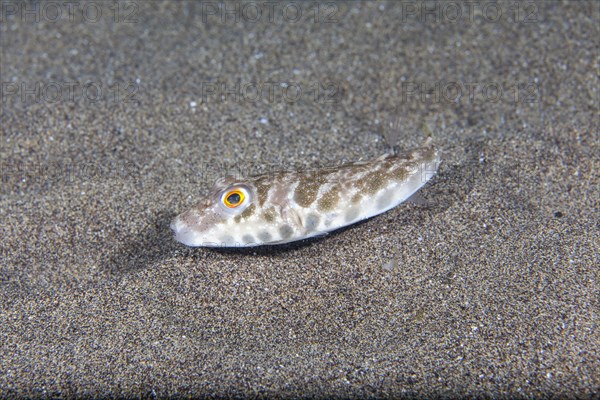 Brown pufferfish