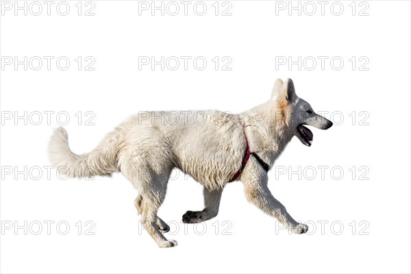 Berger Blanc Suisse