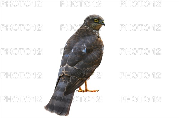 Eurasian sparrowhawk
