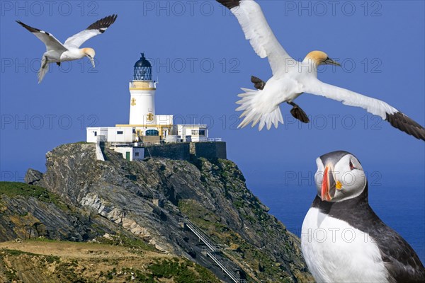 Scottish seabirds and Muckle Flugga lighthouse