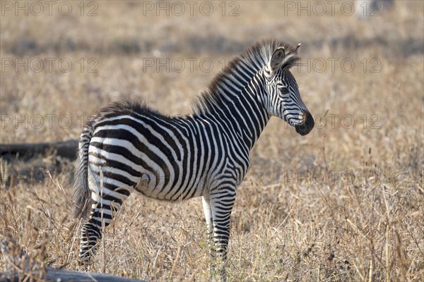 Plains Zebra of the subspecies crawshay's zebra