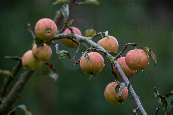 Branch with rain-soaked apples