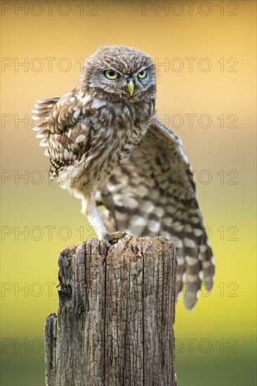 Little Owl