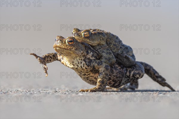 Female common toad
