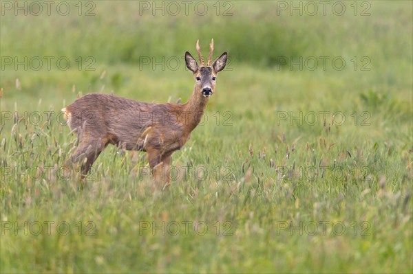 European roe deer