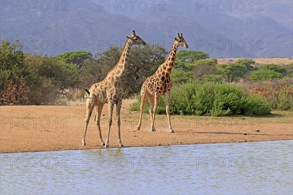 Southern giraffe