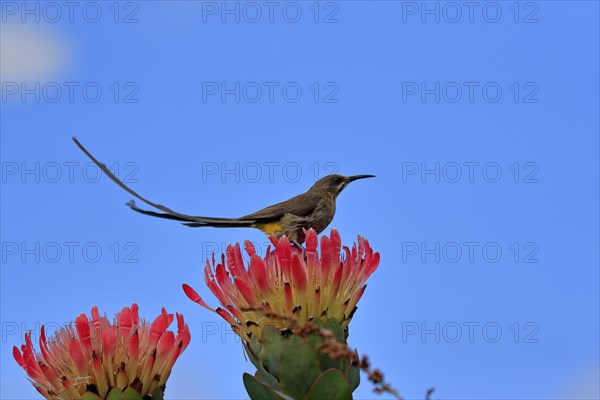 Cape sugarbird