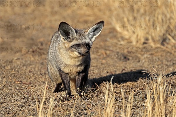 Bat-eared fox