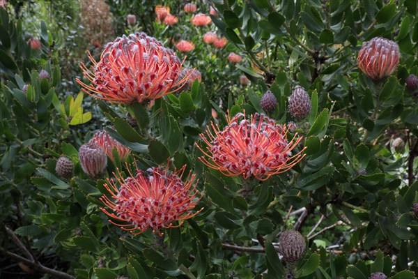 Pincushion Protea