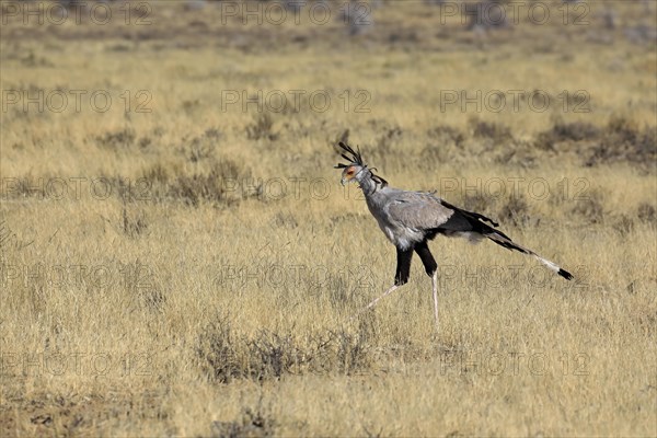 Secretary bird