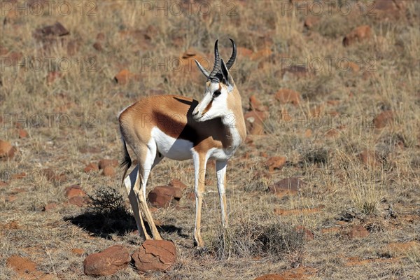 Springbok