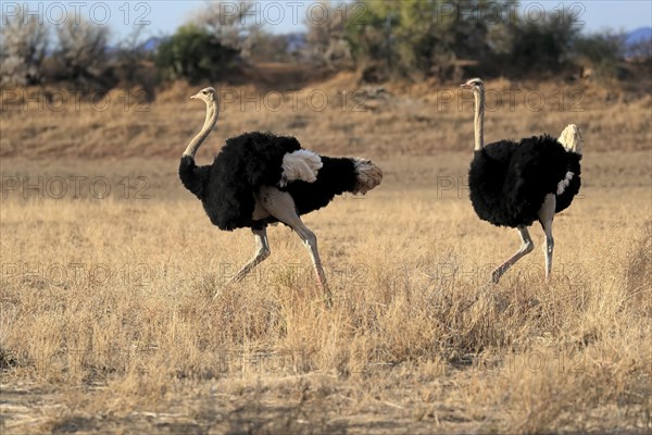 South African ostrich