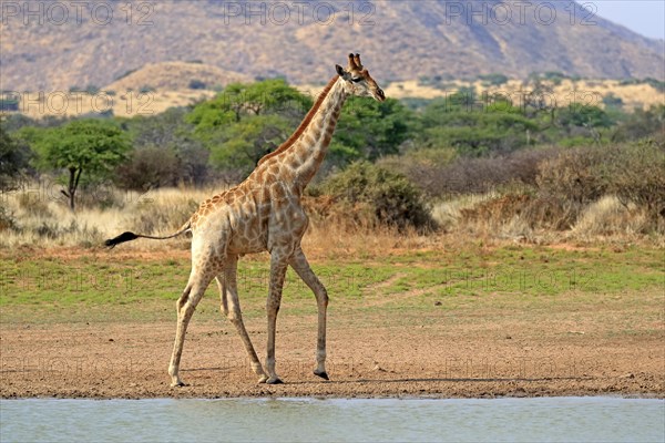 Southern giraffe