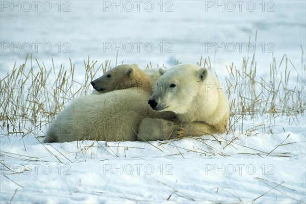 Polar bear