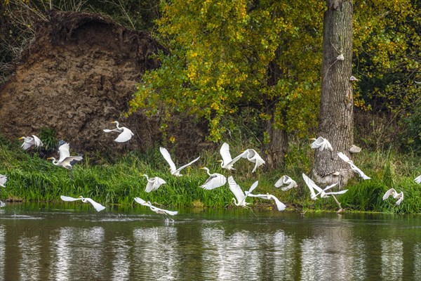 Great White Egret in the Bislicher Insel Nature Reserve