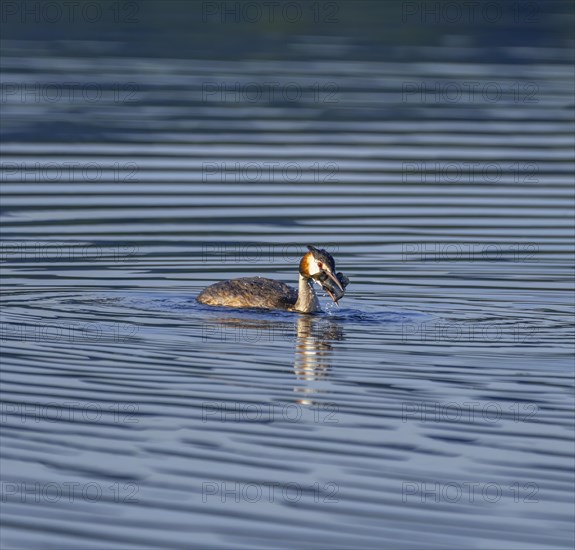 Great Crested Grebe