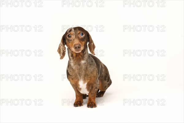 Miniature rabbit dachshund