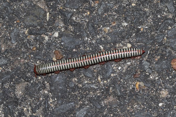 Millipede