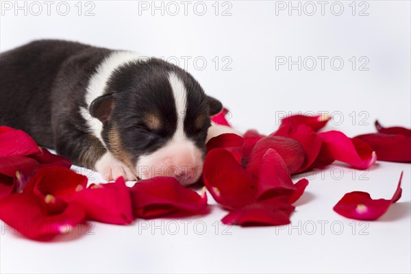 Ten days old puppies of the Welsh Corgi Pembroke