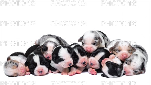 Ten days old excellent puppies of the Welsh Corgi Pembroke