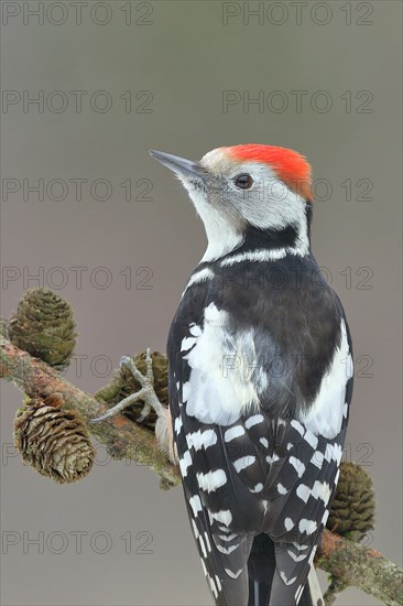 Middle Spotted Woodpecker