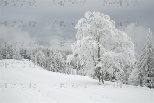 Winter landscape