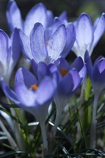 Purple spring crocus