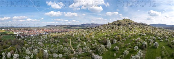 Flowering fruit trees