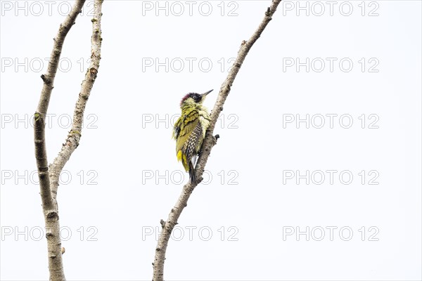 European green woodpecker