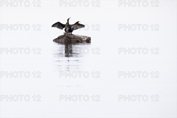 Great cormorant