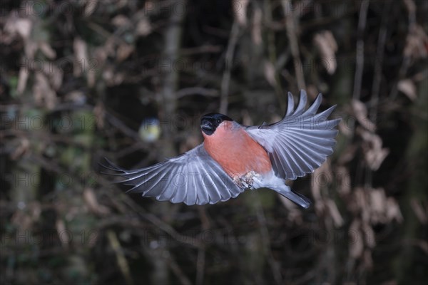 Eurasian bullfinch