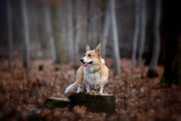 A Welsh Corgi Pembroke dog stands on a pin in the middle of the forest. In the forest