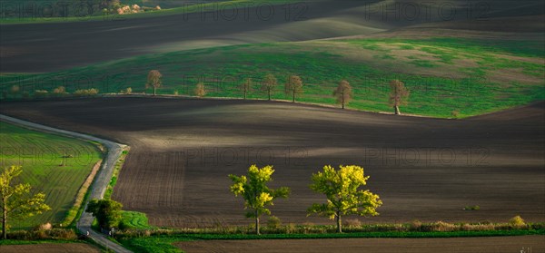 Road running along the famous Oak Avenue in the Moravian fields. Czech Republic