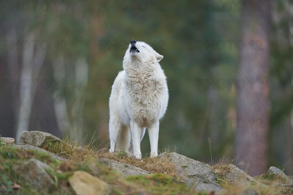 Alaskan tundra wolf