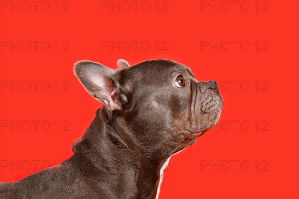 Healthy brachycephalic black French Bulldog dog with long nose on red background