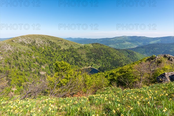 Daffodils on the peaks of the Vosges above the Val Muestair in spring. Alsace