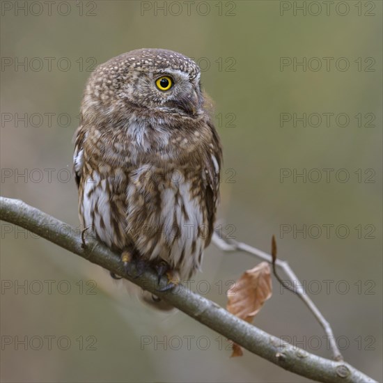 Pygmy Owl