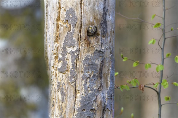 Pygmy Owl