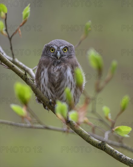 Pygmy Owl