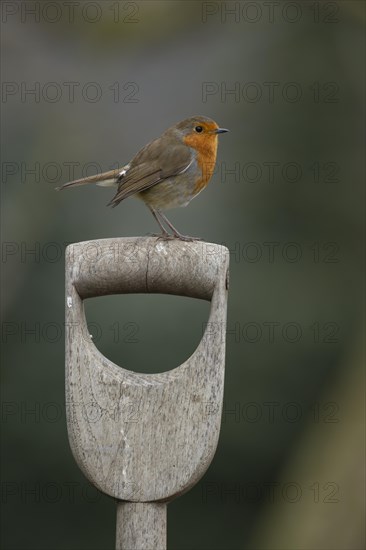 European robin