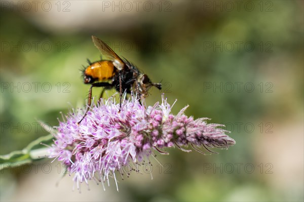 Insect feeding on a flower in nature