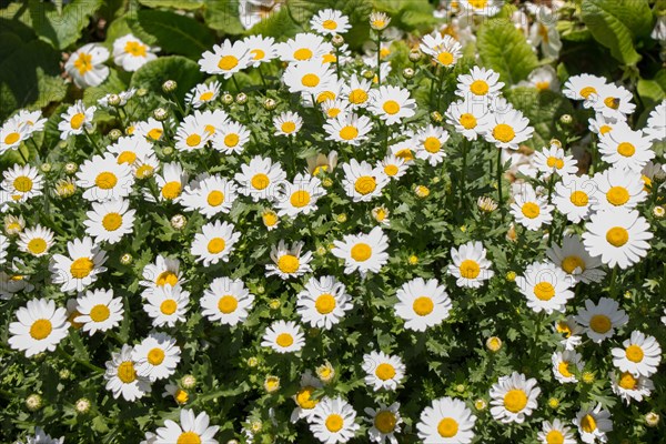 Beautiful daisy flowers as a background