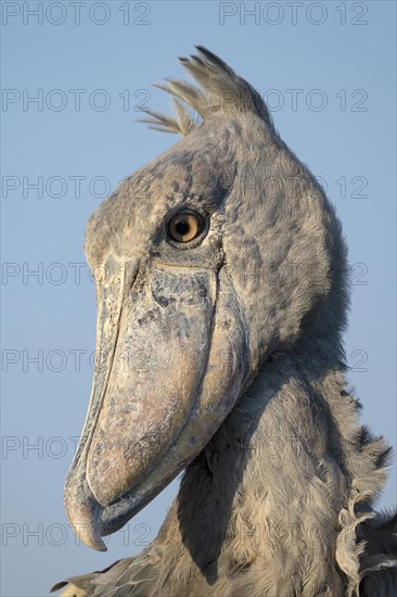 Shoebill