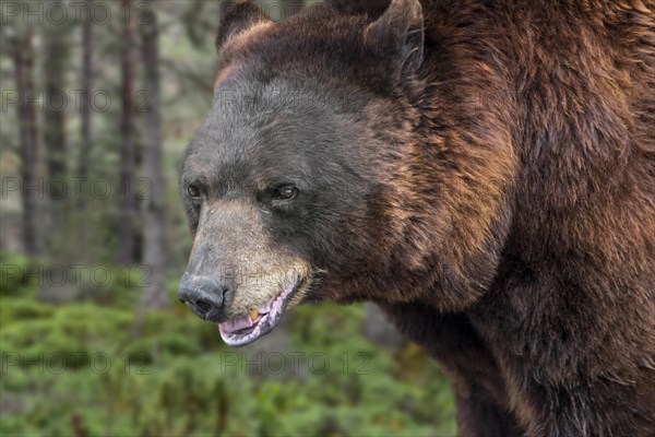 Close-up of European brown bear